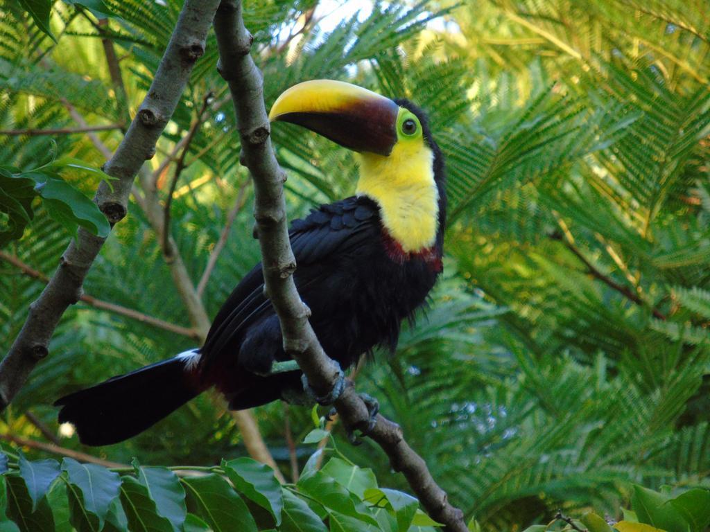 Puerto Jiménez Punta Preciosa Bed & Breakfast エクステリア 写真