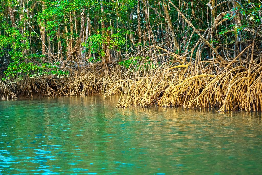 Puerto Jiménez Punta Preciosa Bed & Breakfast エクステリア 写真