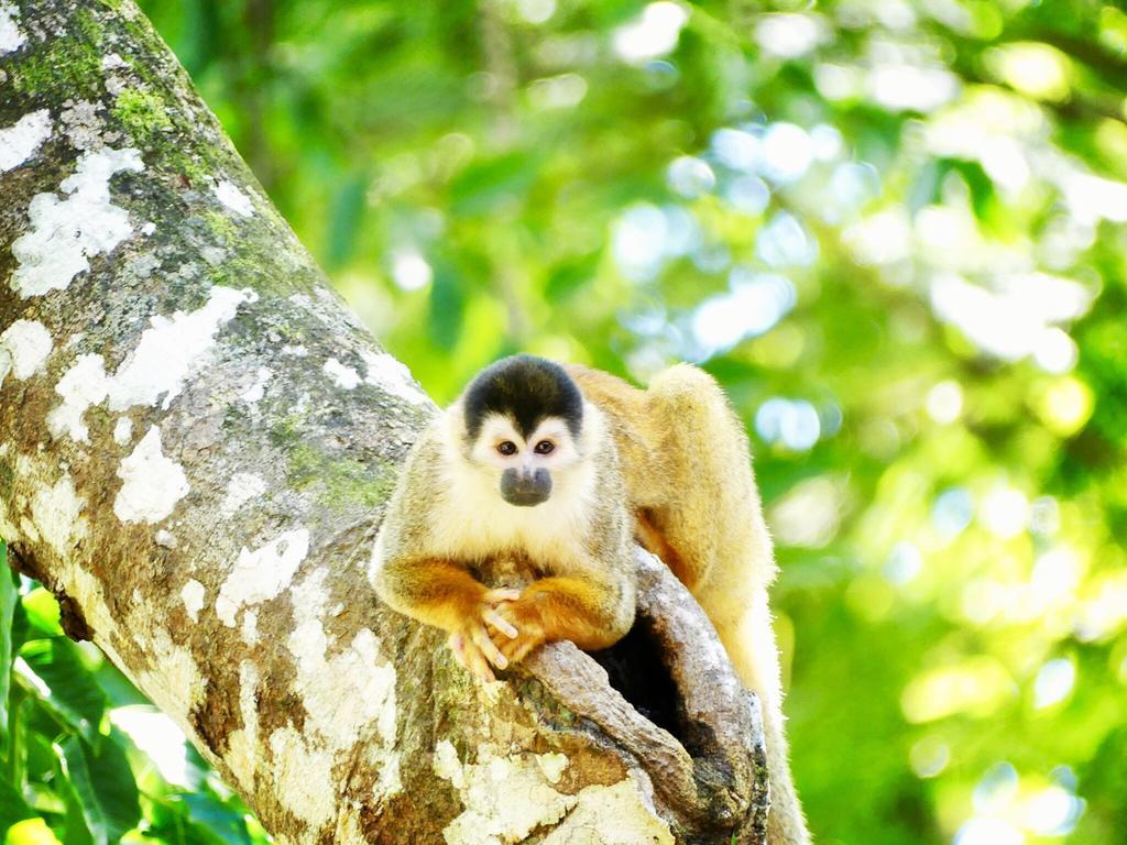 Puerto Jiménez Punta Preciosa Bed & Breakfast エクステリア 写真