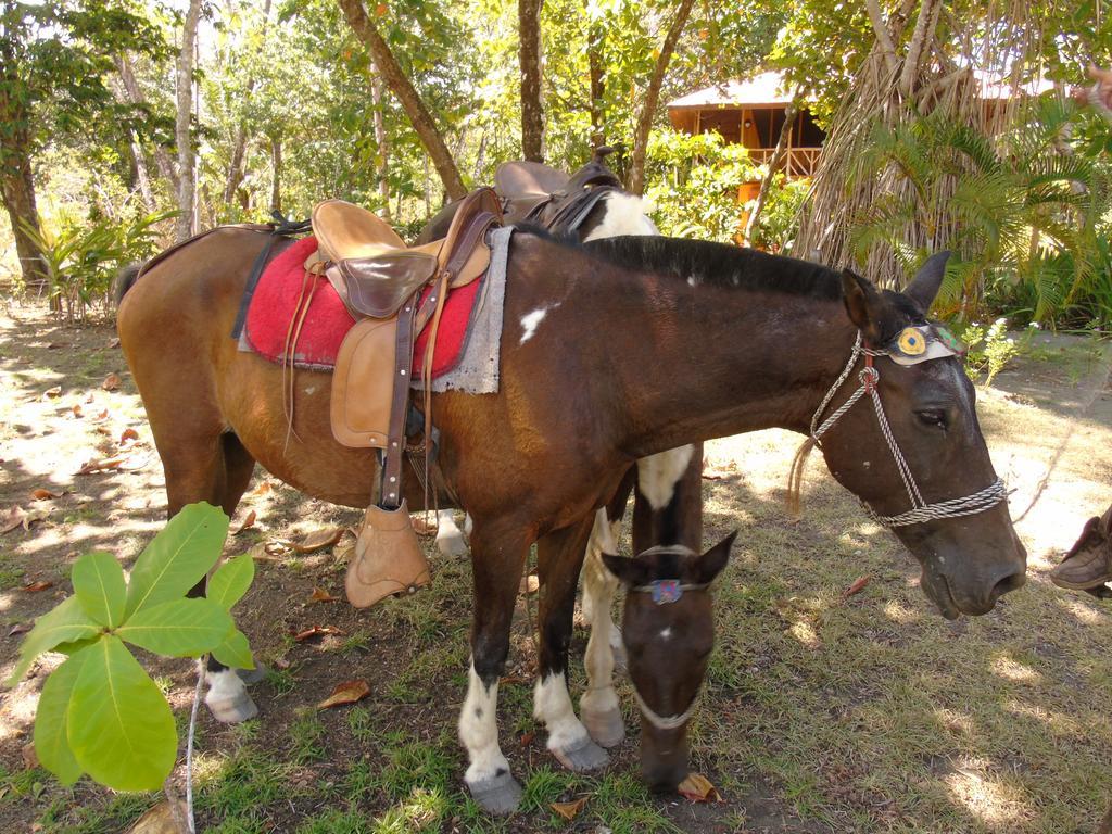 Puerto Jiménez Punta Preciosa Bed & Breakfast エクステリア 写真
