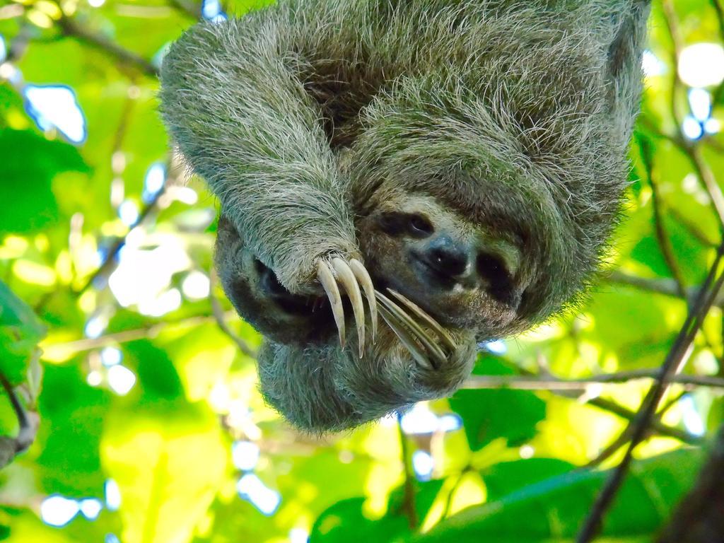 Puerto Jiménez Punta Preciosa Bed & Breakfast エクステリア 写真