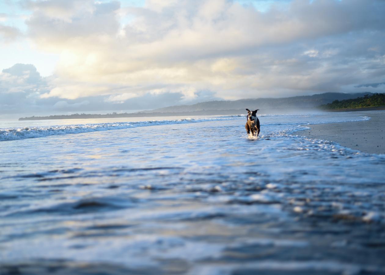 Puerto Jiménez Punta Preciosa Bed & Breakfast エクステリア 写真